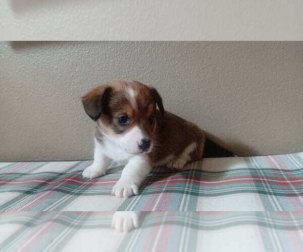 Medium Photo #1 Dorgi-Pembroke Welsh Corgi Mix Puppy For Sale in CARLYLE, IL, USA