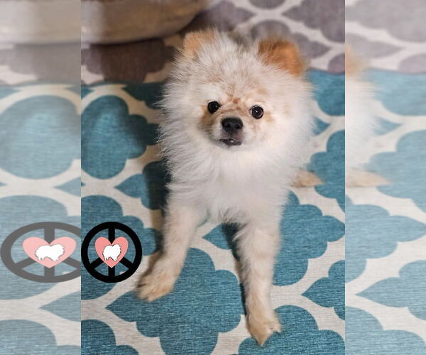 Medium Photo #5 Pomeranian Puppy For Sale in Lebanon, PA, USA