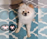Small #4 Pomeranian