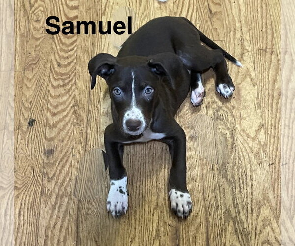 Medium Photo #1 Mutt Puppy For Sale in Topeka, KS, USA