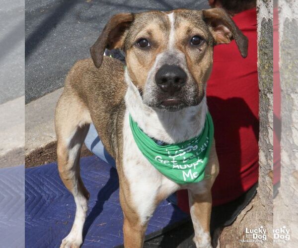 Medium Photo #2 Mutt Puppy For Sale in Washington, DC, USA