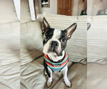Small #2 Faux Frenchbo Bulldog