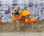 Small #11 Black Mouth Cur Mix