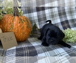 Small #3 Puggle