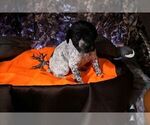 Small #4 German Shorthaired Pointer