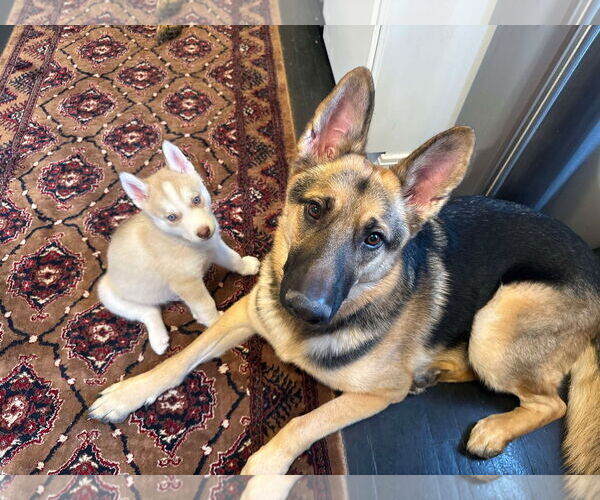 Medium Photo #18 Siberian Husky Puppy For Sale in Gretna, NE, USA