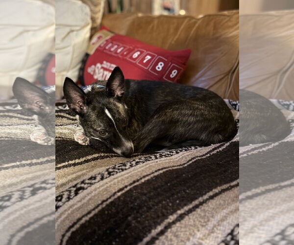 Medium Photo #3 Jack Russell Terrier-Unknown Mix Puppy For Sale in GILBERTS, IL, USA