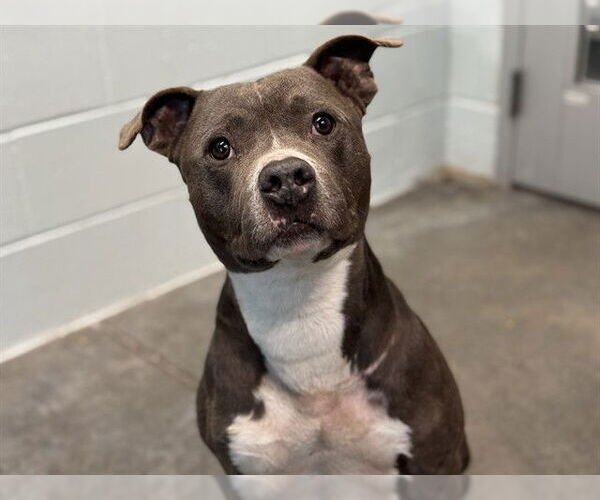 Medium Photo #1 American Pit Bull Terrier Puppy For Sale in Tavares, FL, USA