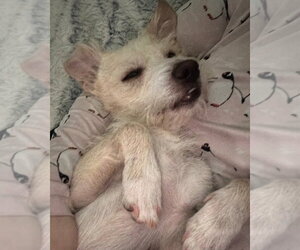 Otis - Male Mutt Dog for Adoption - Photo #4