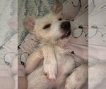 Small #3 Mutt