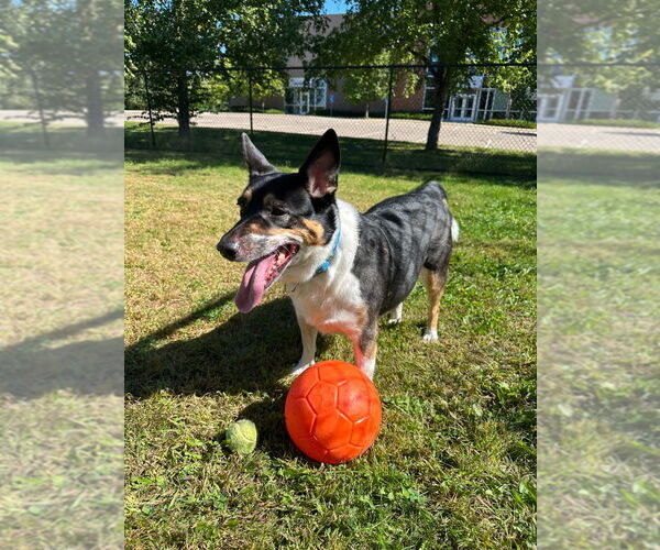 Medium Photo #8 Mutt Puppy For Sale in Minneapolis, MN, USA