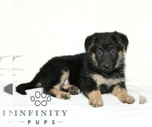 German Shepherd Dog Puppy for sale in PARADISE, PA, USA