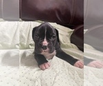 Small Photo #5 Boxer Puppy For Sale in CONROE, TX, USA
