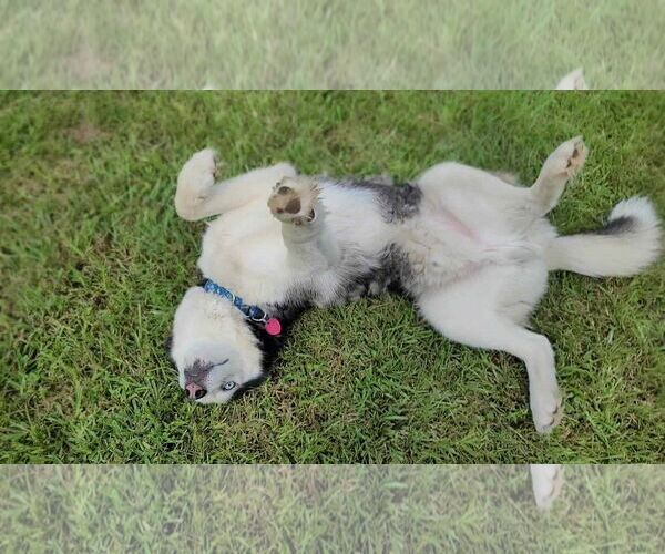 Medium Photo #4 Siberian Husky Puppy For Sale in Carrollton, TX, USA