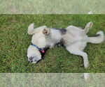 Small #3 Siberian Husky