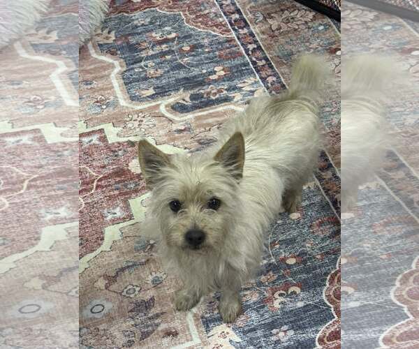 Medium Photo #6 Mutt Puppy For Sale in Jackson Township, NJ, USA