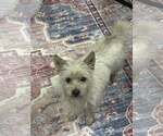 Small #5 Mutt