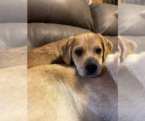 Medium Photo #3 Beagle-Unknown Mix Puppy For Sale in Arlington, VA, USA