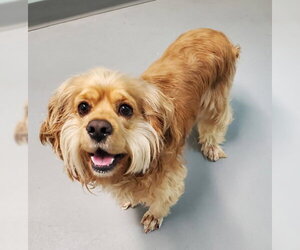 Cocker Spaniel Dogs for adoption in Lake City, MI, USA