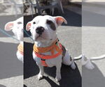 Small #2 American Pit Bull Terrier