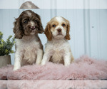 Small Cocker Spaniel