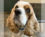 Small #6 Cocker Spaniel