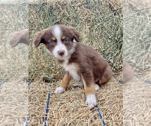 Miniature Australian Shepherd Puppy for sale in MENIFEE, CA, USA