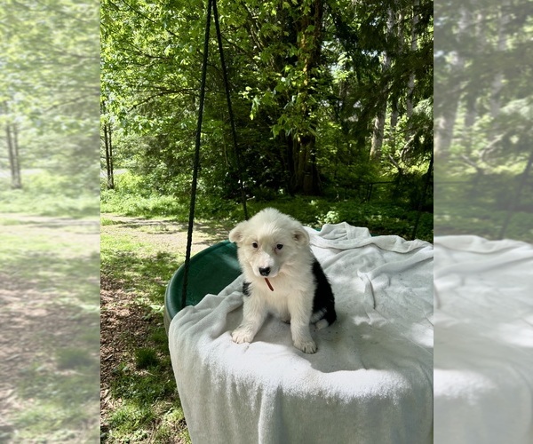 Medium Photo #2 Border-Aussie Puppy For Sale in ENUMCLAW, WA, USA