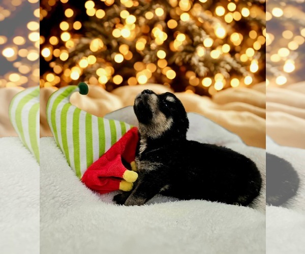 Medium Photo #4 Siberian Husky-Unknown Mix Puppy For Sale in McKinney, TX, USA