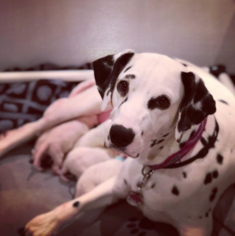 Mother of the Dalmatian puppies born on 09/23/2018