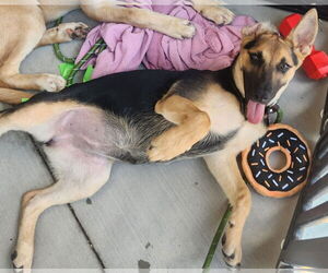German Shepherd Dog-Unknown Mix Dogs for adoption in Dallas, TX, USA