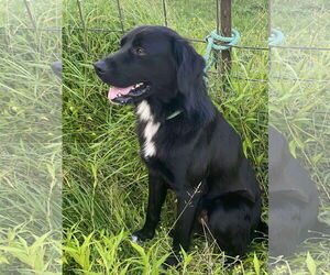 Mutt Dogs for adoption in Westwood, NJ, USA