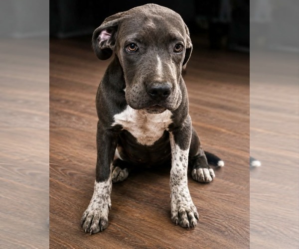 Medium Photo #1 American Staffordshire Terrier-Mastiff Mix Puppy For Sale in Minneapolis, MN, USA