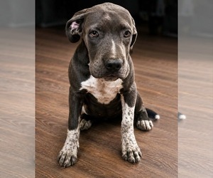 American Staffordshire Terrier-Mastiff Mix Dogs for adoption in Minneapolis, MN, USA