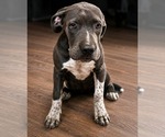 Small American Staffordshire Terrier-Mastiff Mix