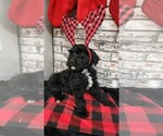 Puppy Puppy 1 Goldendoodle