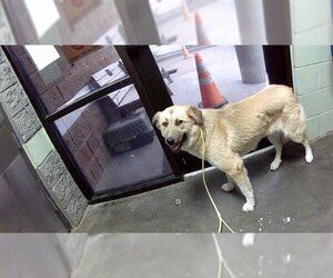 Alaskan Malamute-Unknown Mix Dogs for adoption in Tulsa, OK, USA