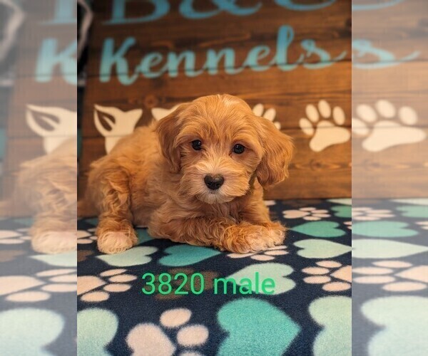 Medium Photo #1 Maltipoo Puppy For Sale in CLARE, IL, USA