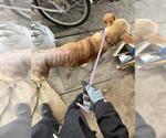 Small Labrador Retriever