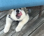 Small Photo #4 Great Pyrenees Puppy For Sale in MOUNT AIRY, NC, USA