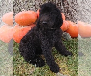 Goldendoodle Puppy for sale in FRYTOWN, IA, USA