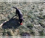 Small Photo #11 Labrador Retriever Puppy For Sale in LONGMONT, CO, USA