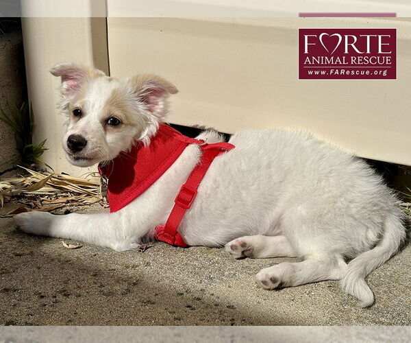 Medium Photo #2 Eskijac Puppy For Sale in Marina del Rey, CA, USA