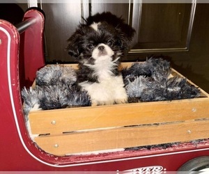 Japanese Chin Puppy for sale in BELTON, MO, USA