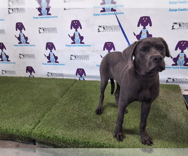 Medium Photo #1 Labmaraner Puppy For Sale in Orlando, FL, USA