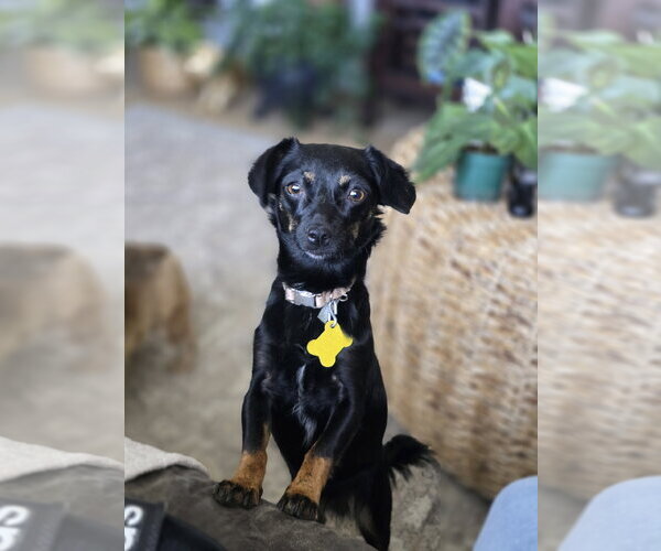 Medium Photo #5 Chiweenie Puppy For Sale in Sandy, UT, USA