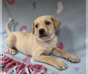 Irish Terrier-Unknown Mix Dogs for adoption in HESPERIA, CA, USA