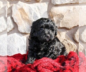 Aussiedoodle Miniature Puppy for sale in EAST EARL, PA, USA