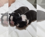 Small Photo #7 Boston Terrier Puppy For Sale in NEW PORT RICHEY, FL, USA