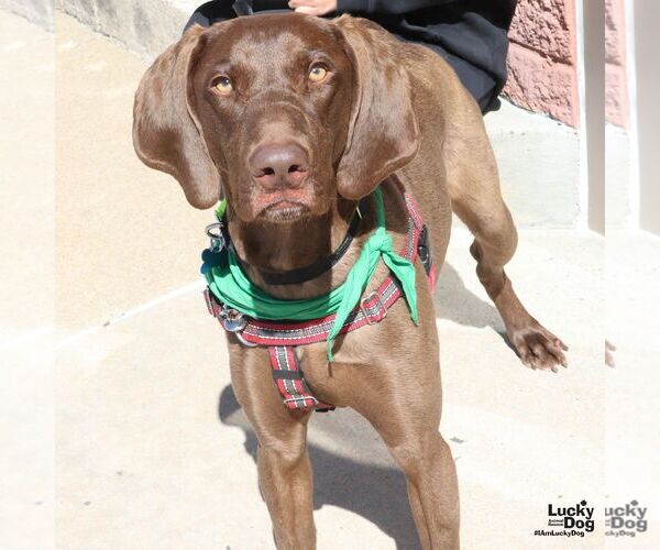 Medium Photo #10 German Shorthaired Pointer-Unknown Mix Puppy For Sale in Washington, DC, USA